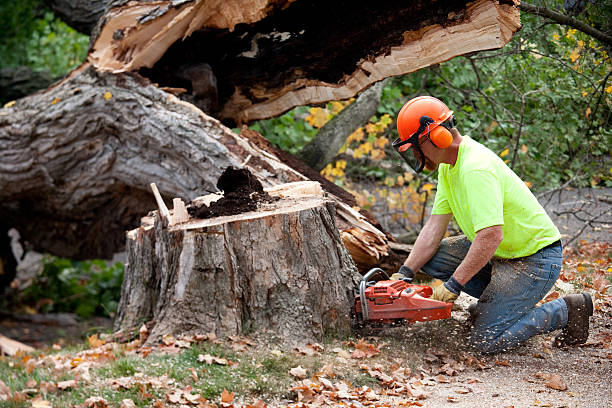  , USA Tree Services Pros